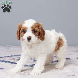 Pearl, Cavapoo Puppy